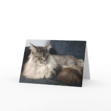 Maine Coon Cat Hälsning Card