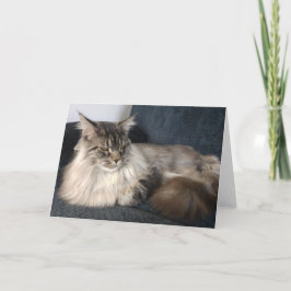 Maine Coon Cat Hälsning Card Kort