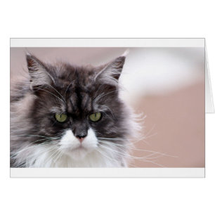 Maine Coon Cat Hälsningskort