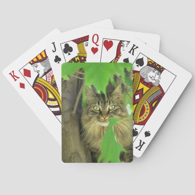 Maine Coon Cat i Träd Casinokort (Baksidan)