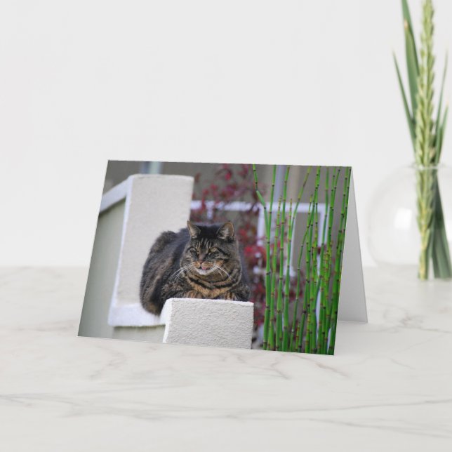 Maine Coon Cat in Garden Greeting Card Kort (Framsida)
