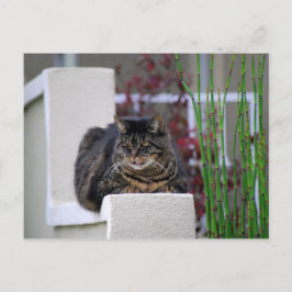 Maine Coon Cat in Garden Vykort