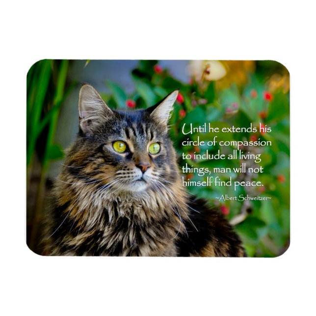 Maine Coon Cat Inspirational Magnet (Horisontell)