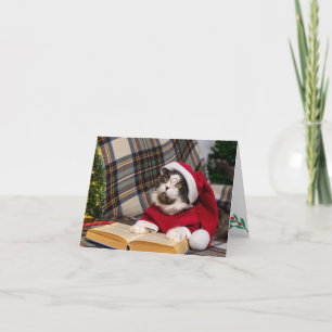 Maine Coon Cat jul Porträtt Helgkort