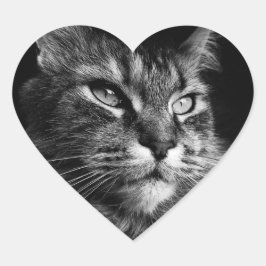 Maine Coon Cat-klistermärken Hjärtformat Klistermärke