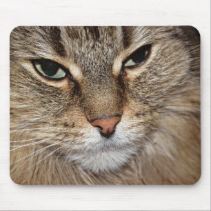 Maine Coon Cat Macro Musmatta