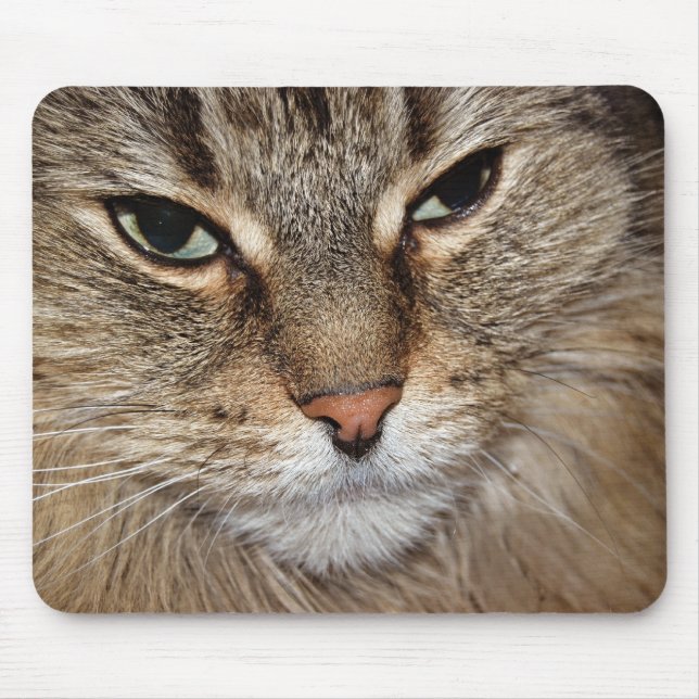 Maine Coon Cat Macro Musmatta (Framsidan)