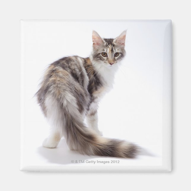 Maine Coon cat Magnet (Framsidan)