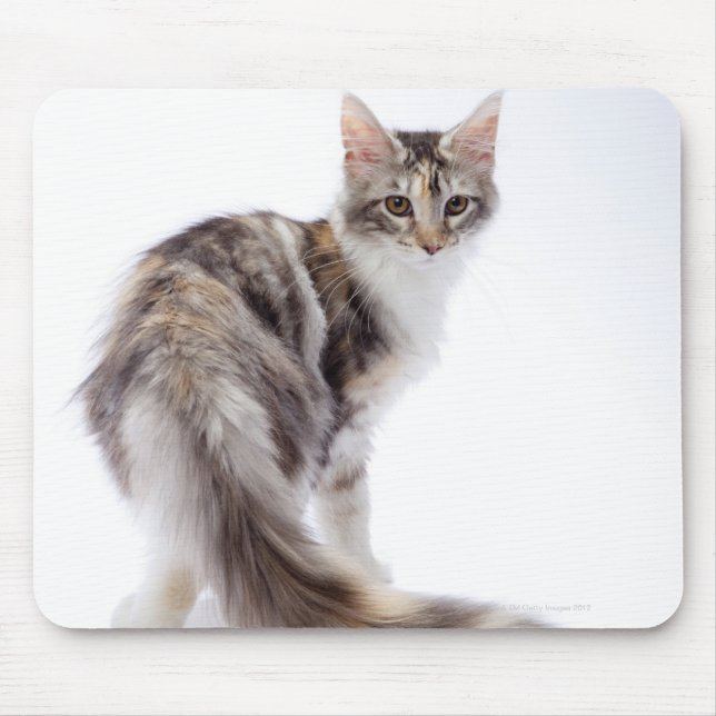 Maine Coon cat Musmatta (Framsidan)