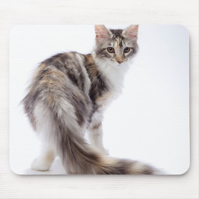 Maine Coon cat Musmatta (Framsidan)