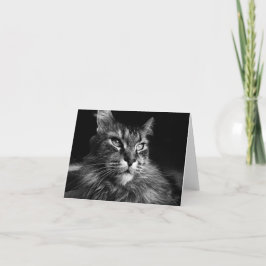 Maine Coon Cat notecard 4 x 5,6 Kort