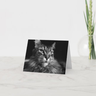 Maine Coon Cat notecard 4 x 5,6 Kort