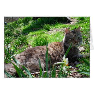 Maine Coon Cat OBS Kort