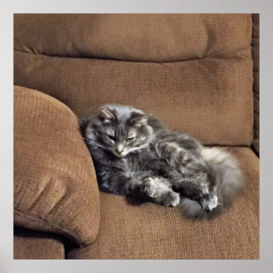 Maine Coon Cat på Soffa Poster