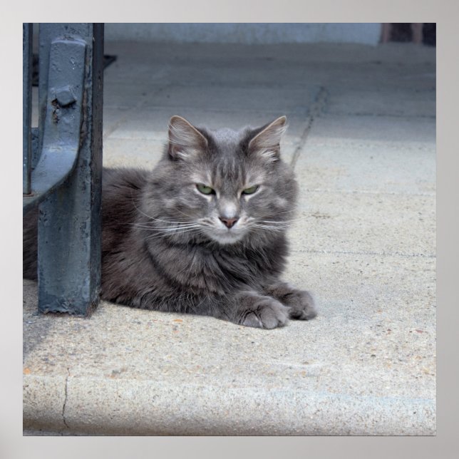 Maine Coon Cat Photo Poster (Framsidan)