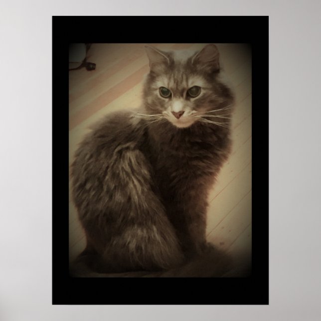 Maine Coon Cat Photo Poster (Framsidan)