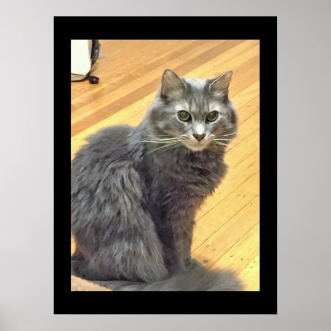 Maine Coon Cat Photo Poster (Framsidan)