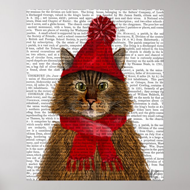 Maine Coon Cat Poster (Framsidan)
