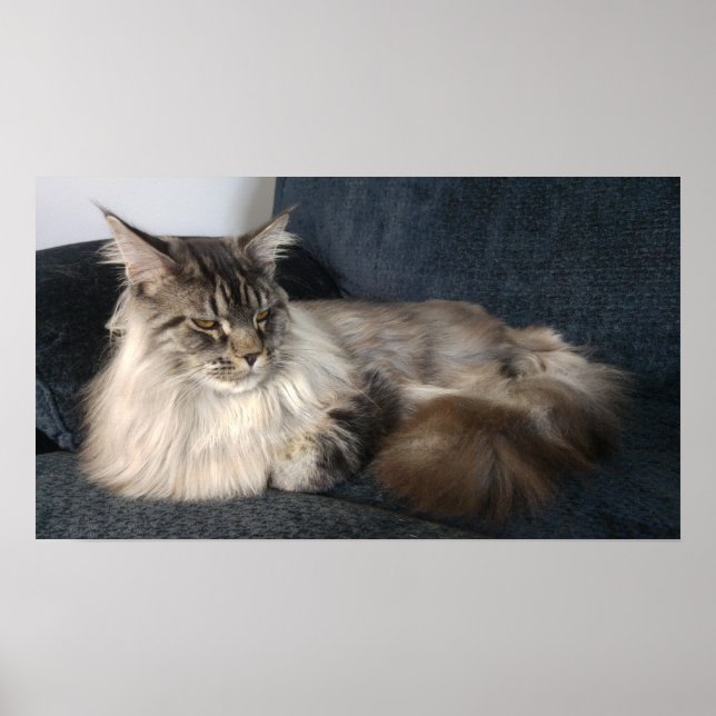 Maine Coon Cat Poster (Framsidan)
