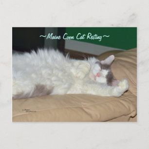 Maine Coon cat sovande vykort