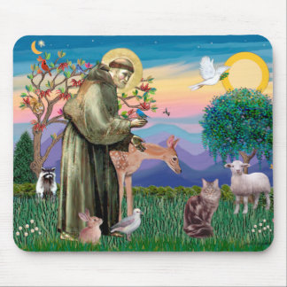Maine Coon Cat - St Francis Musmatta