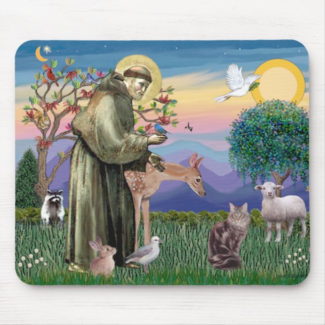 Maine Coon Cat - St Francis Musmatta (Framsidan)