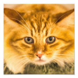 MAINE COON CAT STARE NED FOTOTRYCK