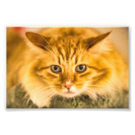 MAINE COON CAT STARE NED FOTOTRYCK