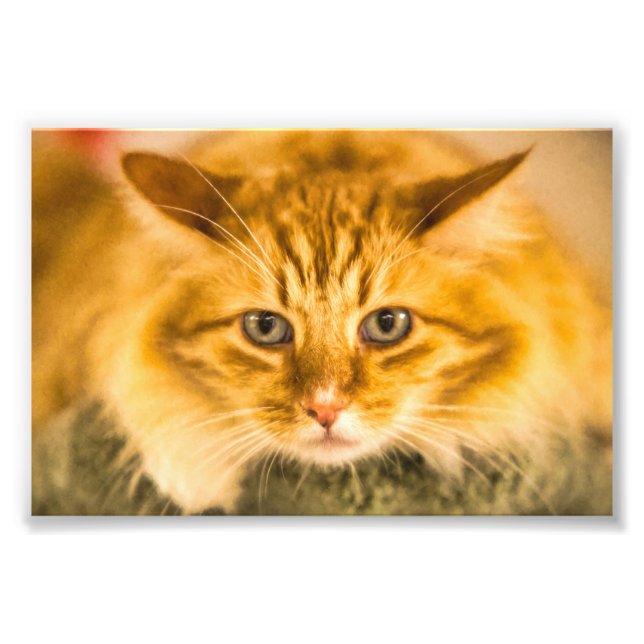 MAINE COON CAT STARE NED FOTOTRYCK (Framsidan)