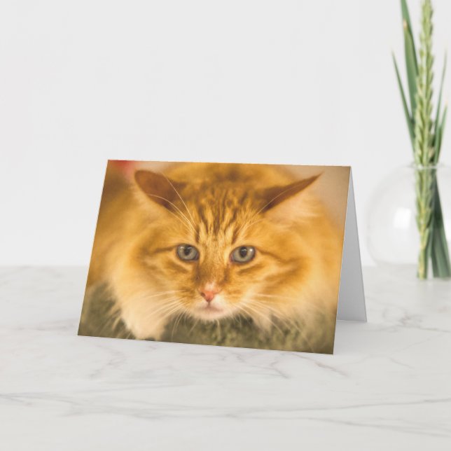 MAINE COON CAT STARE NED KORT (Framsida)