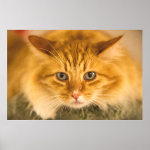 MAINE COON CAT STARE NED POSTER