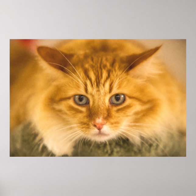 MAINE COON CAT STARE NED POSTER (Framsidan)