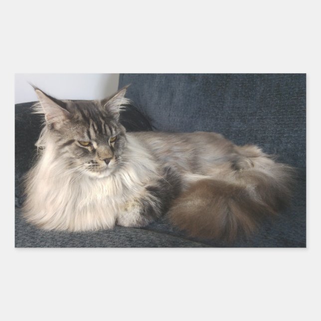 Maine Coon Cat Stickers Rektangulärt Klistermärke (Framsida)