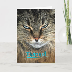 Maine Coon Cat Tack Kort