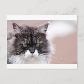 Maine Coon Cat Vykort