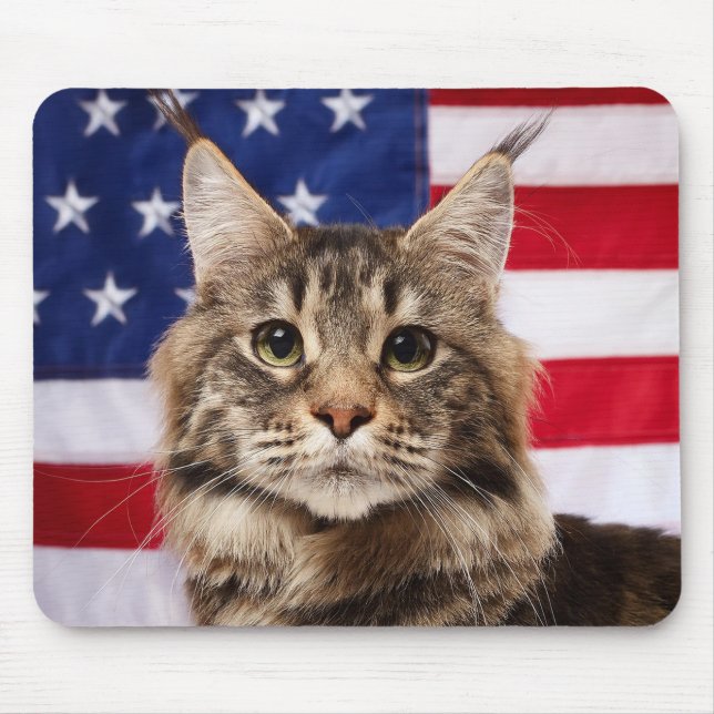 Maine Coon Cat With American Flag Musmatta (Framsidan)