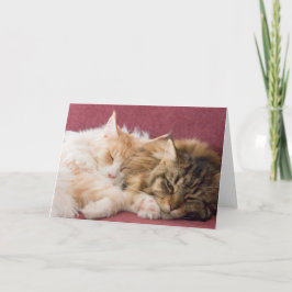 Maine Coon cats greeting card Helgkort