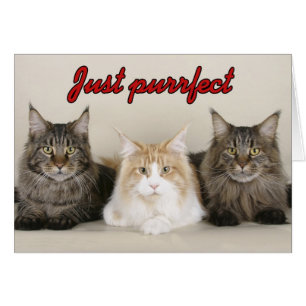 Maine Coon Cats Hälsningskort