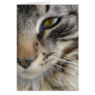 Maine Coon Cats Öga Hälsningskort