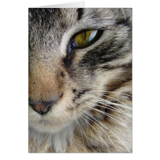 Maine Coon Cats Öga Hälsningskort