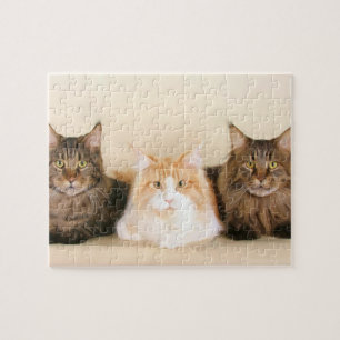Maine Coon Cats Pussel