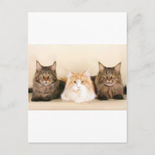 Maine coon Cats vycard Vykort