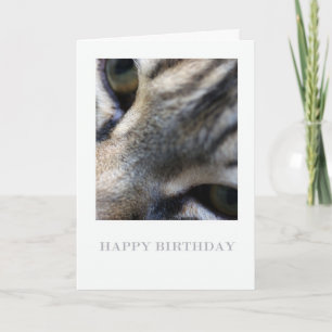 Maine Coon Close, Photography Birthday Card Kort