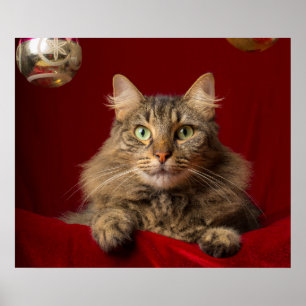 Maine Coon för jul med samlaren Poster