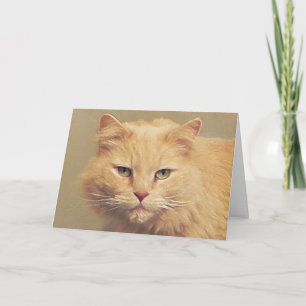 Maine Coon Get-well Card Kort