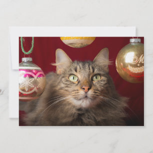 Maine Coon jul Cat Julkort