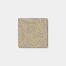 Maine Coon Katt 3 x 3