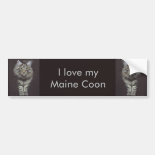 Maine Coon Katt Bildekal