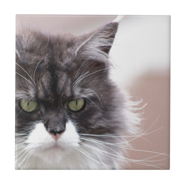 Maine Coon Katt Kakelplatta (Framsidan)