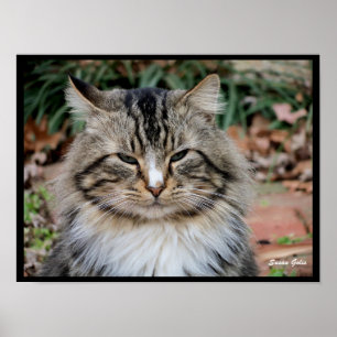 Maine Coon Katt Porträtt Foto Affisch